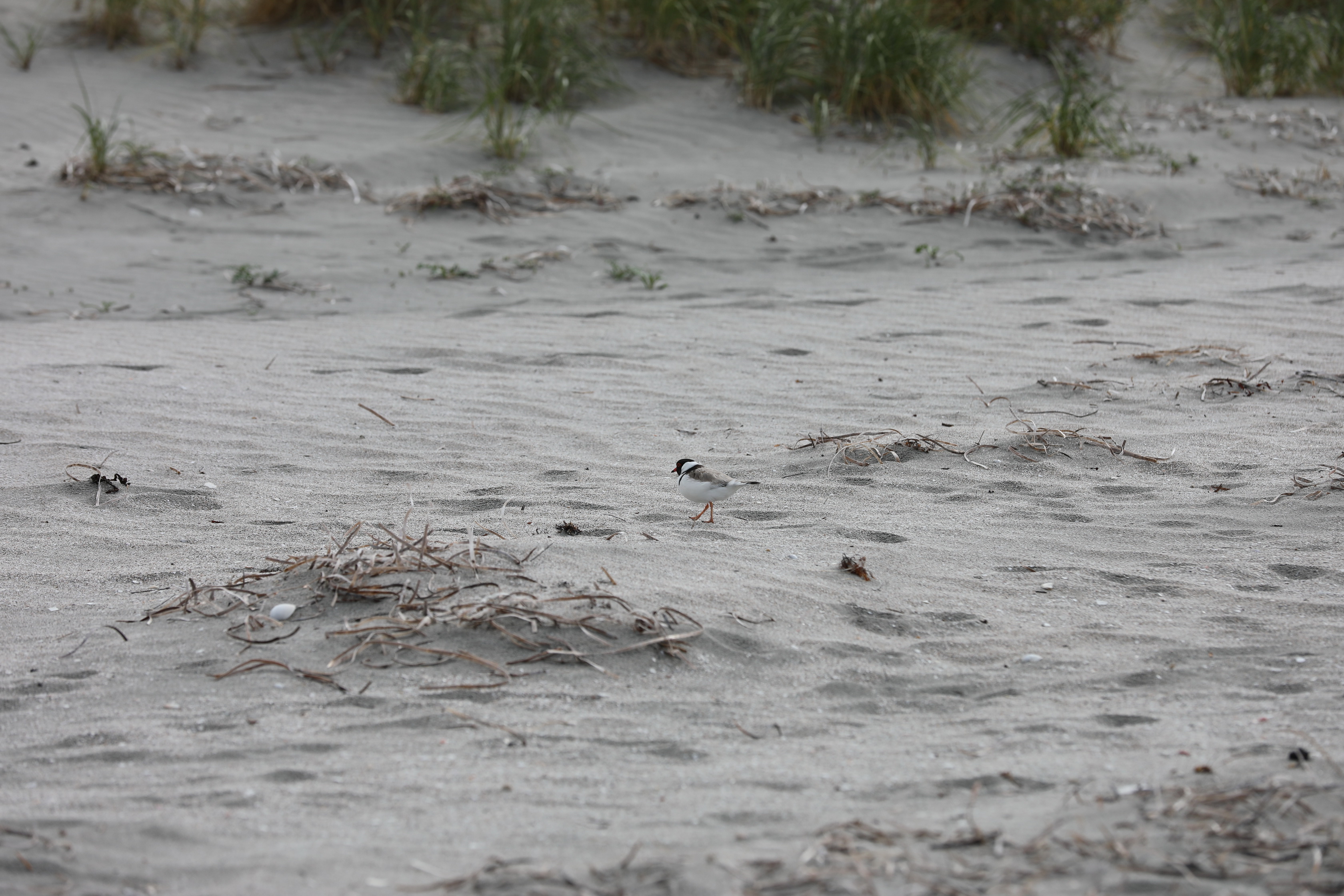 2019 10 07 14 48 08 Canon EOS 5D Mark IV 0021